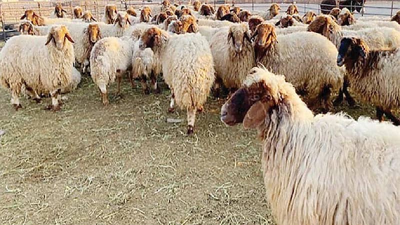 بالفيديو .. رئيس باعة الأغنام: هناك أغنام مسروقة تباع بأسواق الرياض