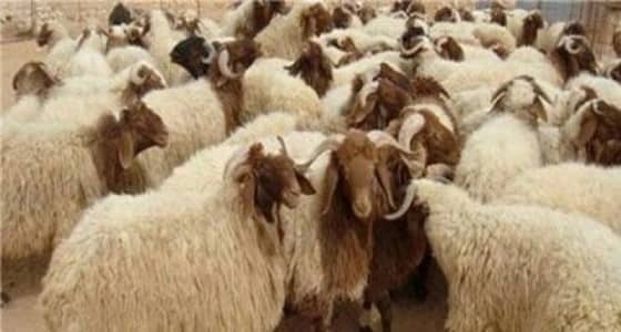 13 نصيحة لتجنب الغش عند شراء أضحية العيد