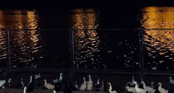 موسم الرياض يعلن إغلاق وادي نمار