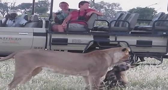 بالفيديو.. كلب بري يخدع لبؤة ويهرب من الافتراس