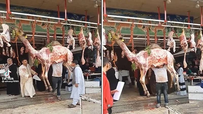 شاهد.. جزار يعلق جمل مسلوخ الجلد واقفًا على باب ملحمة