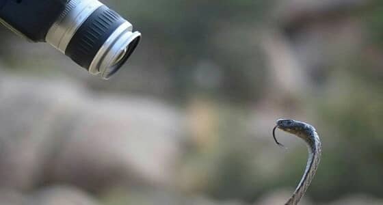 بالصور.. مصور يعايش مغامرة خطرة أثناء التقاطه بورتريه لـ «كوبرا»