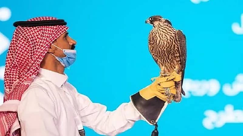 نادي الصقور يكشف عن تفاصيل النسخة الثانية من مزاده