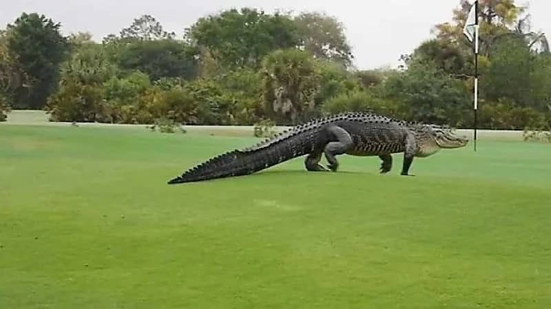 تمساح يقتحم ملعب جولف ويثير رعب اللاعبين.. صور