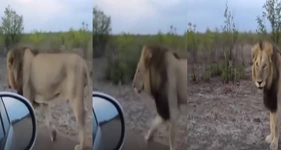 بالفيديو.. حقيقة واقعة " أسد يتجول بالقصيم "