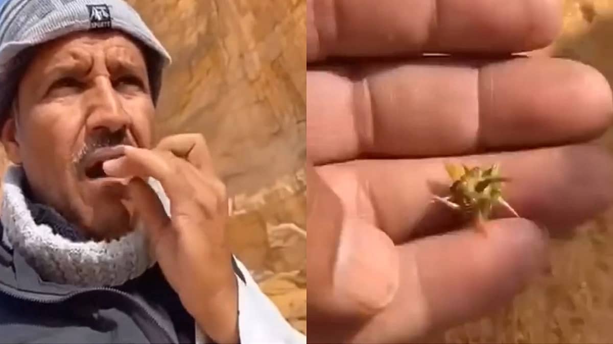 بالفيديو..خالد عبدالرحمن يتناول نبته شوكية ويكشف فوائدها