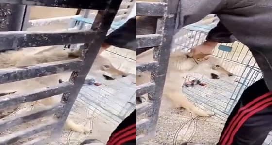 شاهد.. معركة مروعة بين ذئب ومالكه وذئب أخر أنقذه