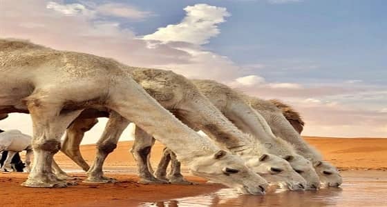 شاهد.. مشهد رائع لإبل وهي تشرب الماء في الزلفي