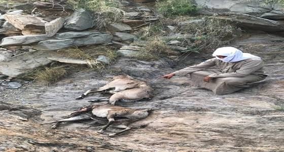 بالصور.. شخص يقتحم محمية وطنية ويقتل " وعول " شبه منقرضة