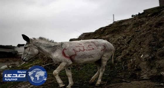 مقتل وإصابة 8 من عناصر " داعش " في انفجار " حمار "