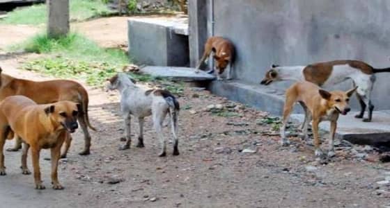 طرق التخلص من الكلاب الضالة دون استخدام الطعوم السامة