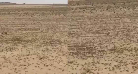 بالفيديو.. أسراب الجراد تغزو وادي الدواسر