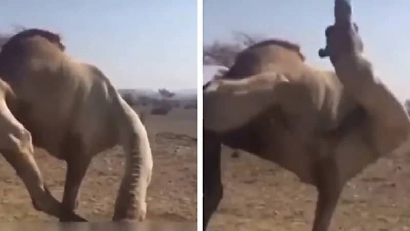 "البيئة" تكشف عن أسباب محاولة بعض الإبل أكل ونهش قدمه "فيديو"