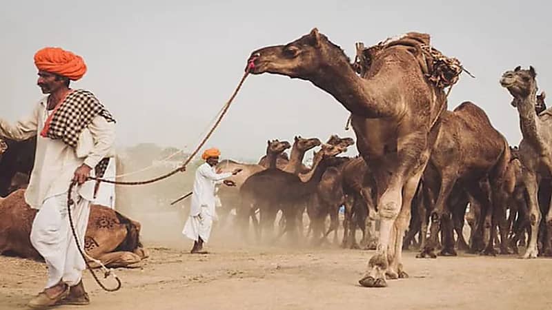 دموع الجِمال تفتح أملًا جديدًا في مكافحة سموم الأفاعي