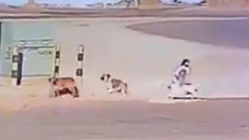 مشهد يحبس الأنفاس لنجاة طفلة من الكلاب الضالة بالقريات