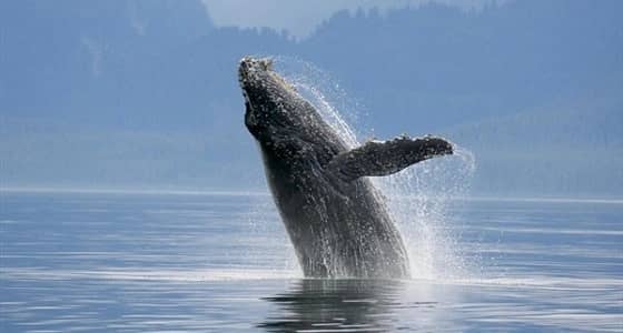 أصوات مرعبة في شواطئ الدول العربية للحيتان الزرقاء.. ومواطنون: من علامات القيامة