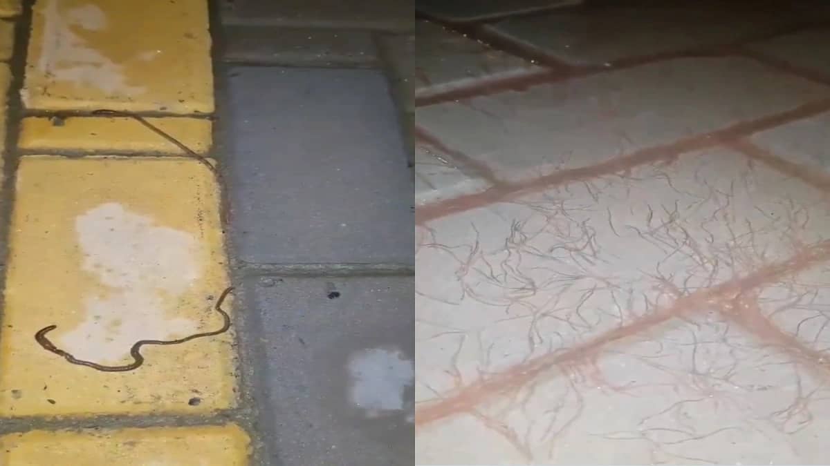 أمانة جازان عن الديدان المنتشرة: " ليس لها أضرار "