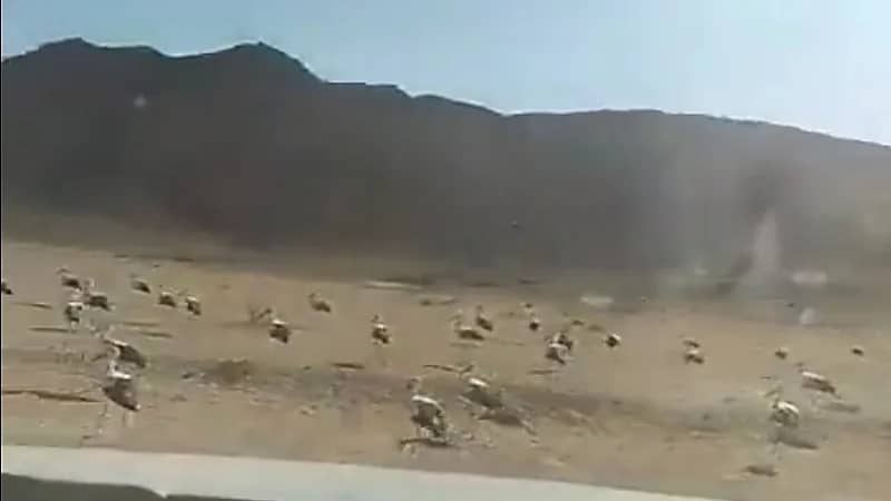 فيديو مُبهج لاكتساء صحراء المملكة بالطيور المهاجرة