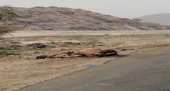 " جمل سائب " يتسبب فى وفاة وإصابة 4 أشخاص بأضم