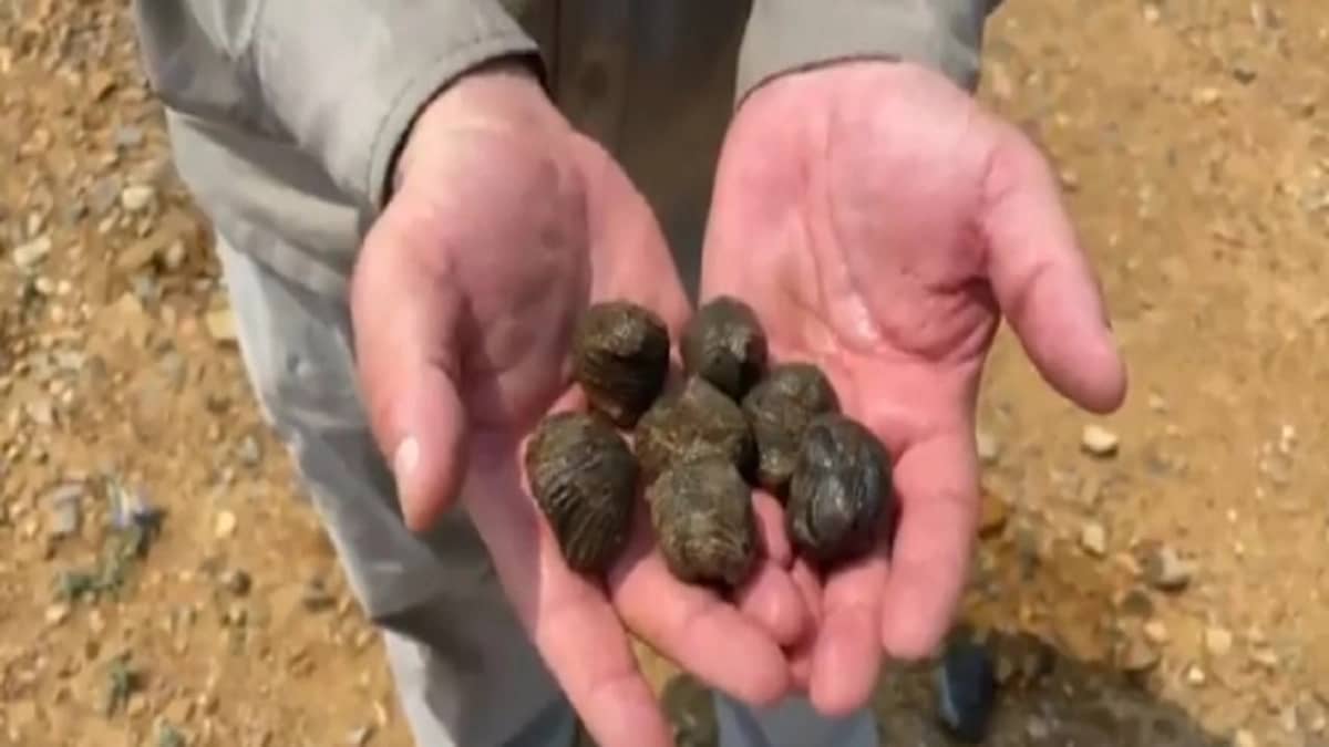 بالفيديو .. اكتشاف أحافير وبقايا حيوانات يتعدى عمرها 160 مليون سنة في جازان