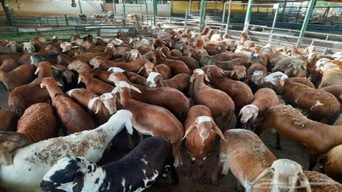 تخصيص 9 مواقع لبيع الأغنام في الرياض 