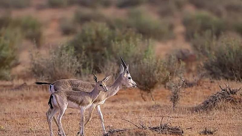 ضبط 227 مخالفة في نطاق محمية الإمام تركي بن عبدالله