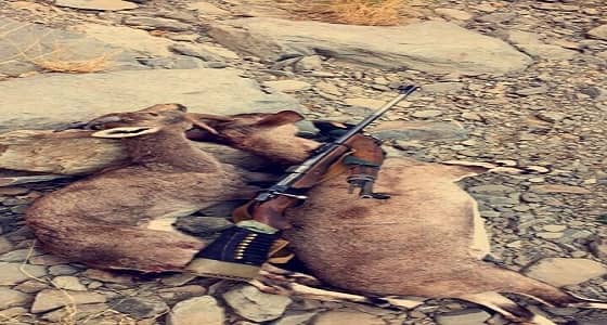 بالصور.. عودة ظاهرة الصيد الجائر في عسير