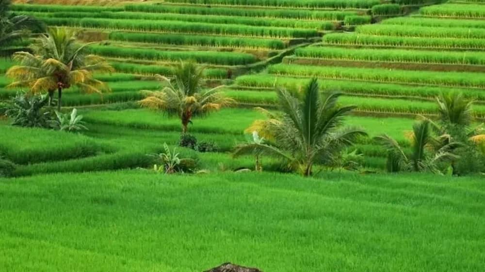 تمديد فترة تسليم نماذج حرث الأراضي البعلية بالحدود الشمالية