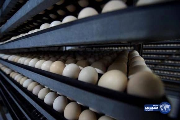 "الغذاء والدواء" تحظر استيراد الدواجن والبيض من ماريتيم في توغو