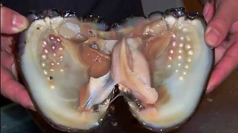 بالفيديو.. مشروع استزراع اللؤلؤ يستهدف 500 ألف محارة في المملكة