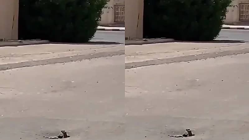 بالفيديو.. "ضب" يختبئ في حفرة صغيرة بالإسفلت وسط المناطق السكنية