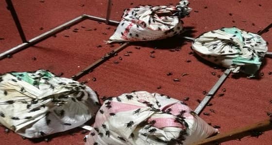 بالصور.. حشرة الجدجد تربك متابعي مباراة الاتحاد والوحدة بملعب الشرائع