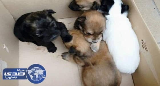 ضياع مستقبل سياسي إيطالي بسبب أربعة كلاب صغيرة