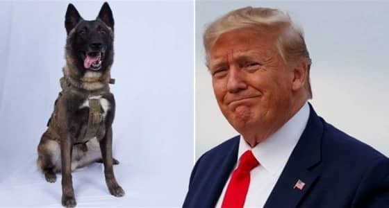 «دعاية ترامب» تحقق مكاسب طائلة لمقتني فصيلة كلب «موقعة البغدادي»