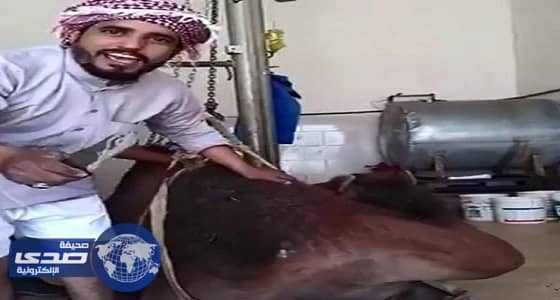 بالفيديو.. مواطن ينحر ناقة احتفاء بتصدي حرس الحدود لمحاولة تهريب مخدرات