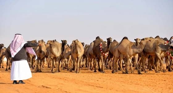 انتعاش مبيعات أكبر سوق للإبل بالمملكة بسبب مهرجان الملك عبدالعزيز