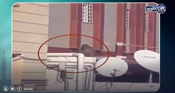 بالفيديو.. ظهور «قرد الشوقية» بمكة مجددا والأهالي يناشدون بإبعاده