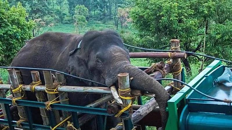 فيل يقتحم متاجر للأرز ويقتل 6 أشخاص