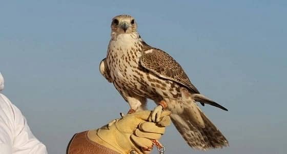 مهرجان الملك عبدالعزيز للصقور يسجل نسخته الثانية في موسوعة جينيس