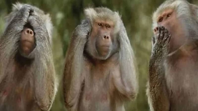 مصرع رضيع في هجوم عنيف من مجموعة قرود على منزله