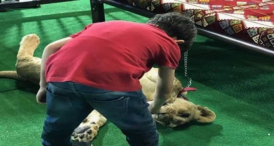 بالصور.. أطفال يجلسون ويداعبون شِبلًا في مهرجان التسويق بشرائع مكة