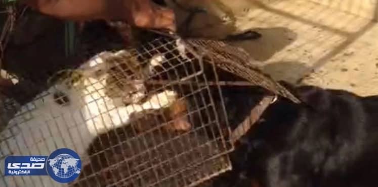 بالفيديو .. إماراتي يُسلم قطة حية للكلاب لتنهشها