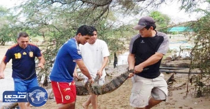 الفيضانات تتسبب في هروب تسعة تماسيح من حديقة حيوانات بيرو