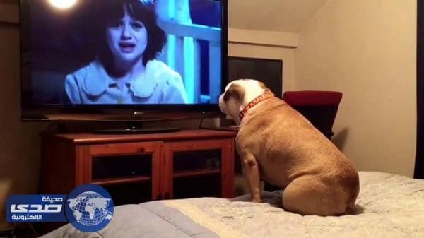 بالفيديو: كلب يشاهد فيلم رعب ويحذر شخصياته من الخطر