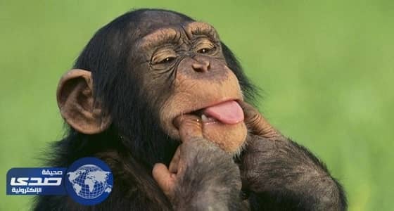 ترحيل قرد أدمن المخدرات لمشاركة مالكه الكويتي جلساته الخاصة