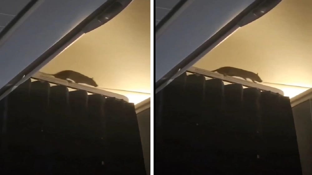 جرذ يتسلل لطائرة هولندية ويتسبب في إخراجها من الخدمة .. فيديو