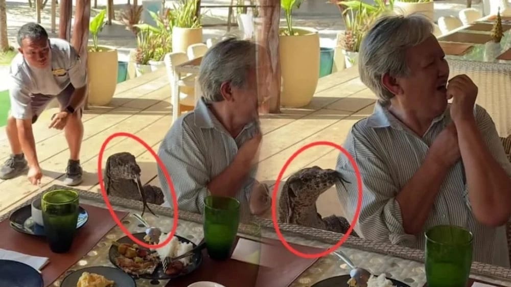 ورل ضخم يقتحم مائدة عائلية أثناء تناول الإفطار ..فيديو