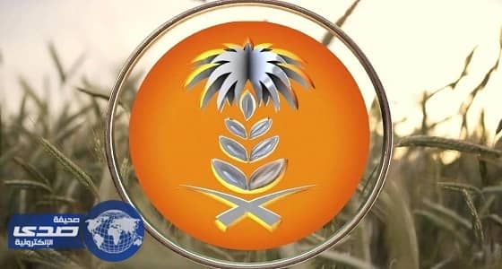 المؤسسة العامة للحبوب تنهي ترسية الدفعة الرابعة من القمح المستورد لهذا العام