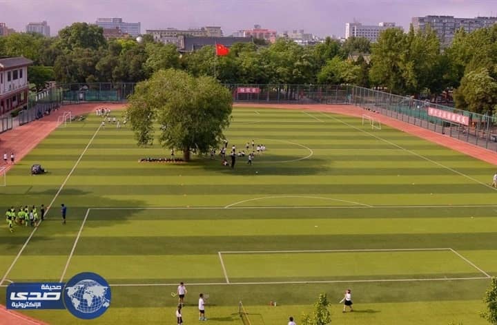 بالصور..بناء ملعب كرة قدم حول شجرة عمرها 100 عام