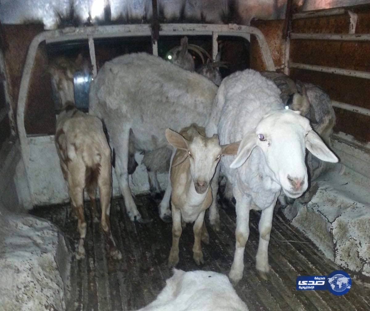 بالصور...سيارة تبيع أغنام هزيلة مريضة لمطعم مندي شهير تم القبض عليها